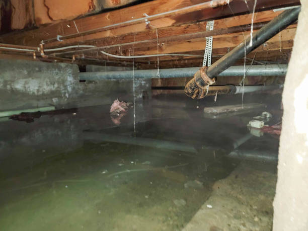 Best Basement water damage restoration  in Perry, UT