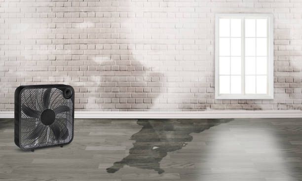 Best Flood damage cleanup  in Perry, UT